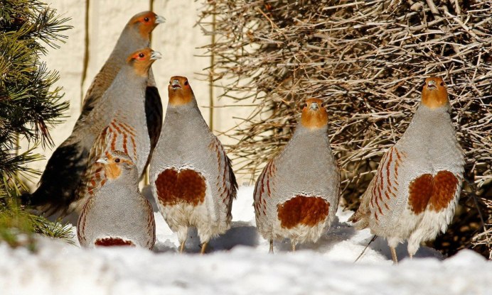 Серая куропатка зимой