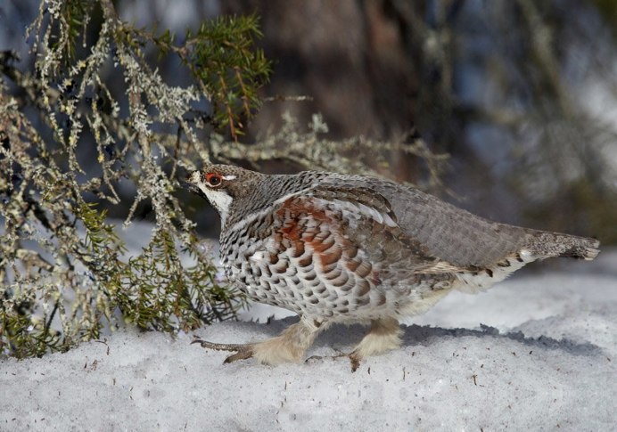 Серая куропатка Курганской области