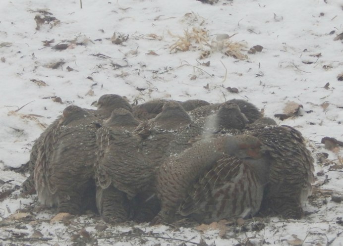 Тетерев спит