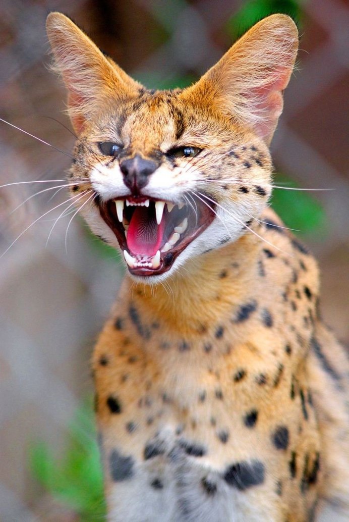 Кошка Темминка (Catopuma temminckii)