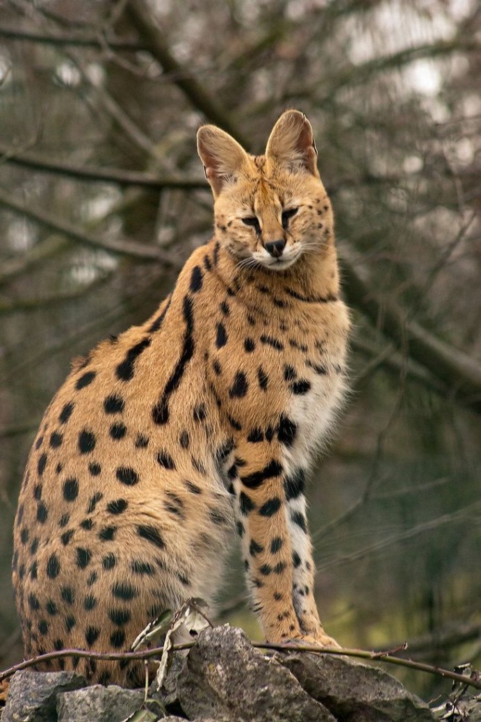 Кошачье семейство