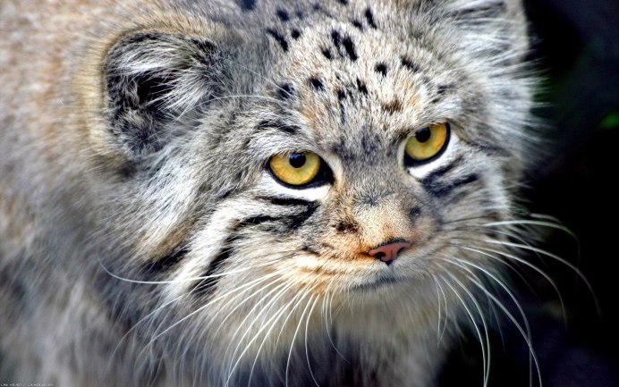 Хищная кошка Оцелот