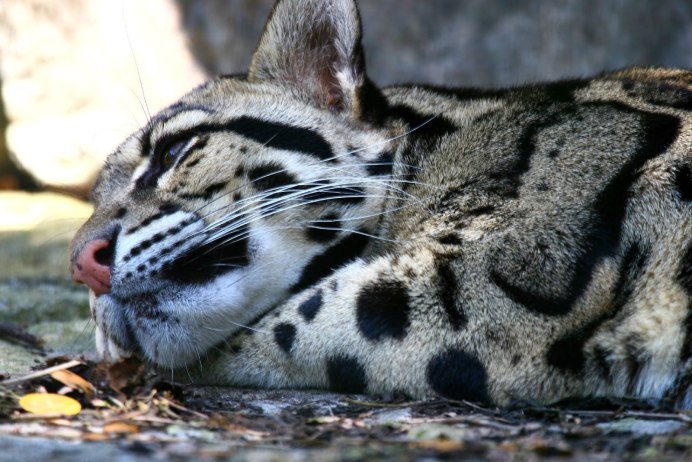 Оцелот (leopardus pardalis)