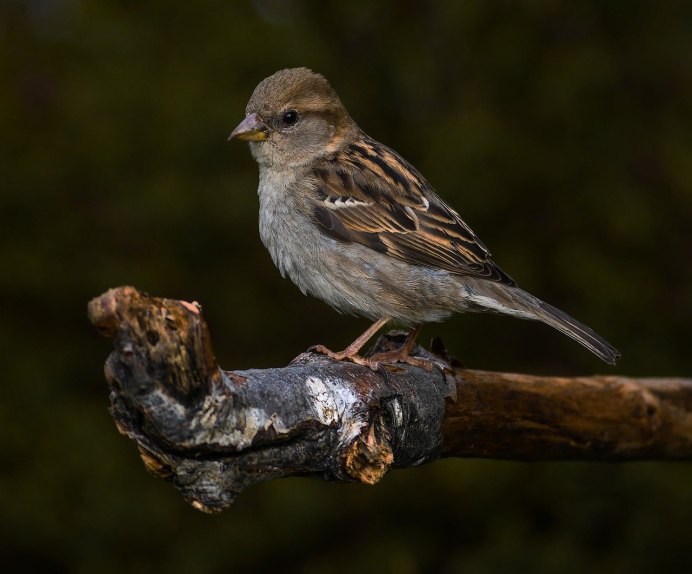 Птица Дрозд Пискун