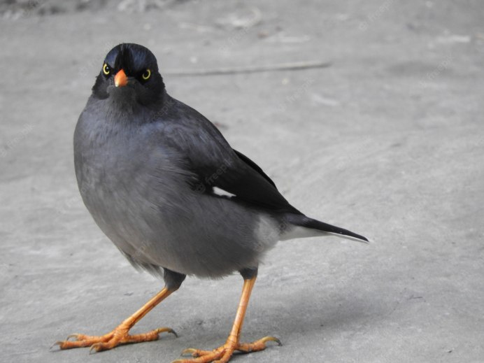 Австралийский Воробушек