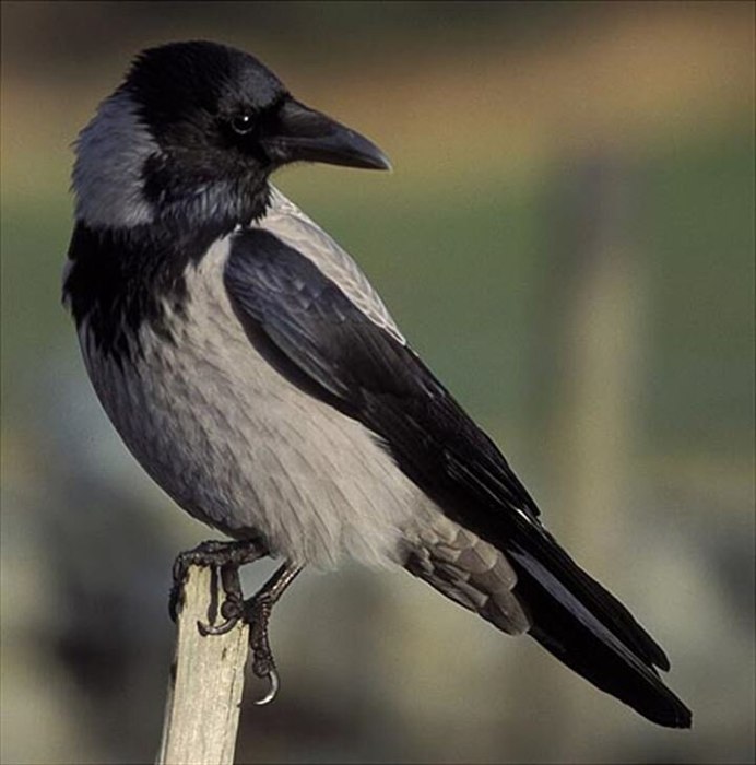 Gray Catbird птица