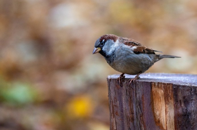 Ворон ворона Галка Грач