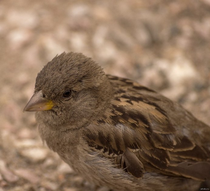 Серая лазоревка птица