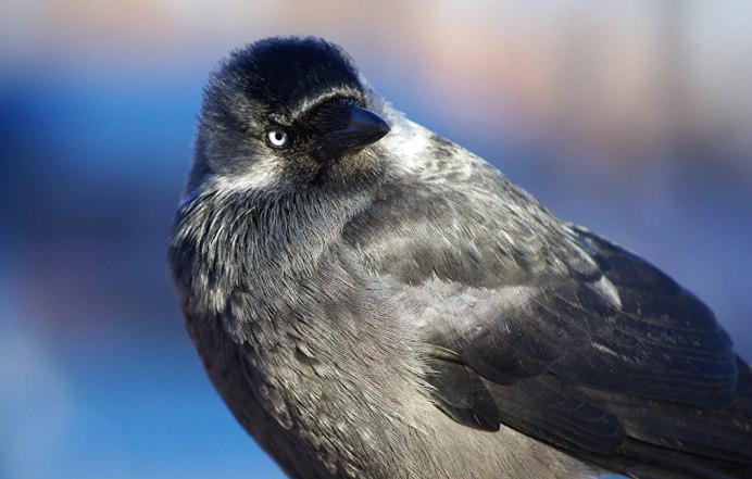 Серая птица с черными крыльями