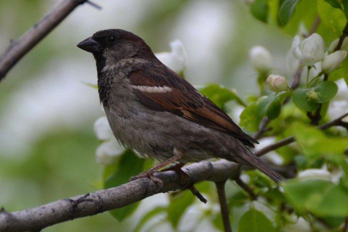 Домовый Воробей птицы