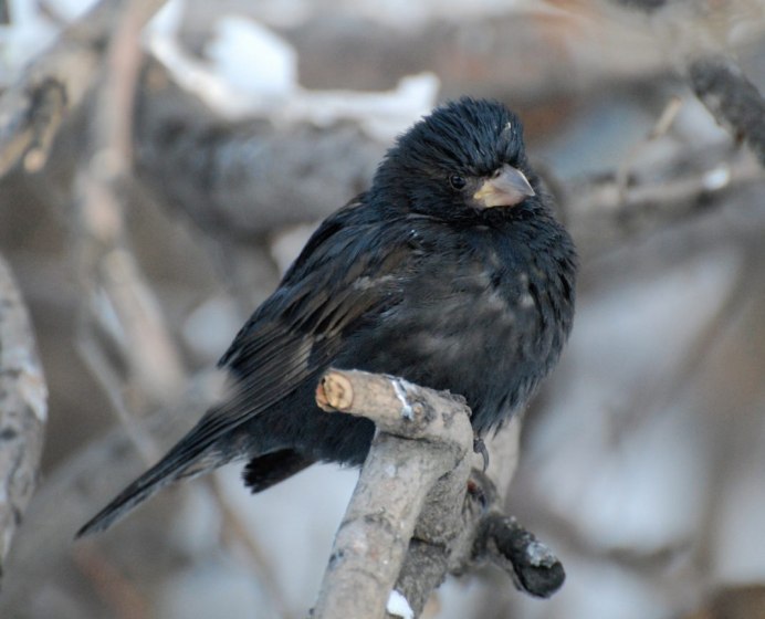 Воробей меланист