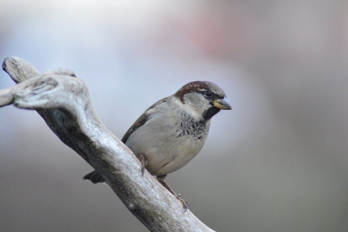 Новозеландский Дрозд