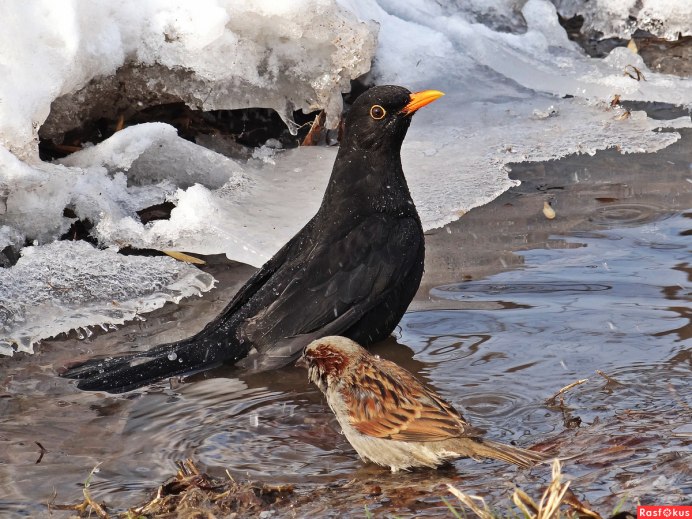 Птица Воробей на Камне