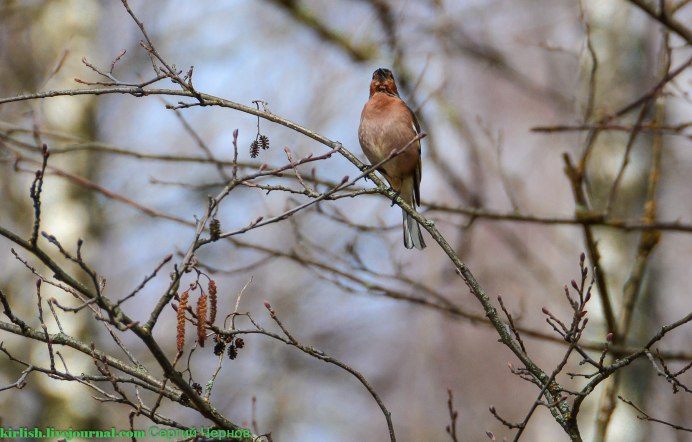 Зяблик fringilla COELEBS гнездо