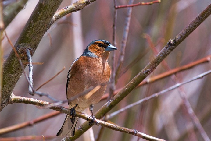 Fringilla COELEBS без лицензии Россия