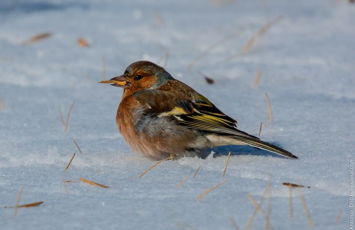Carduelis flammea