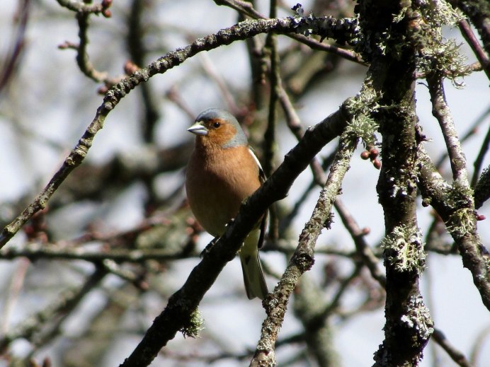 Зяблик (fringilla COELEBS)