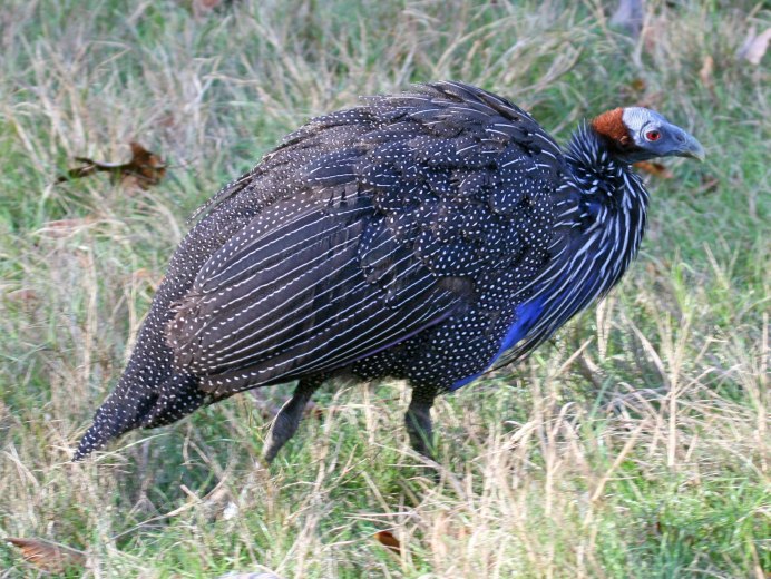 Vulturine Guineafowl