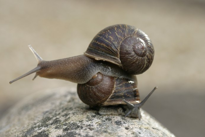 Helix улитка