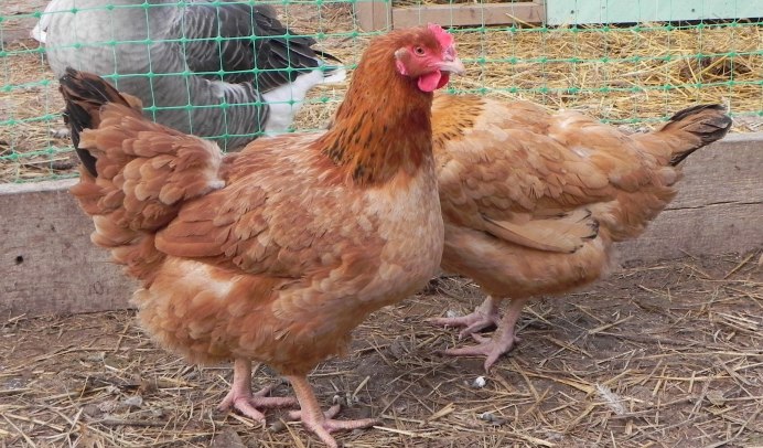 Сассо грей куры