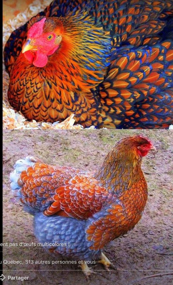 Цветные курицы