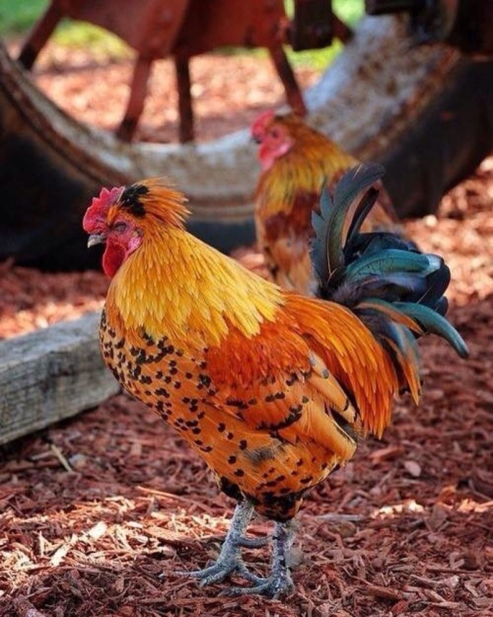 Билефельдер Маран