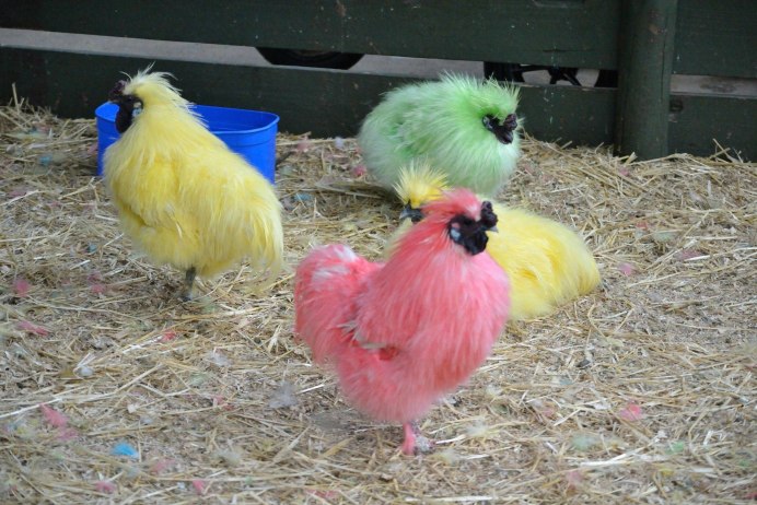 Виандот карлик оранжевый