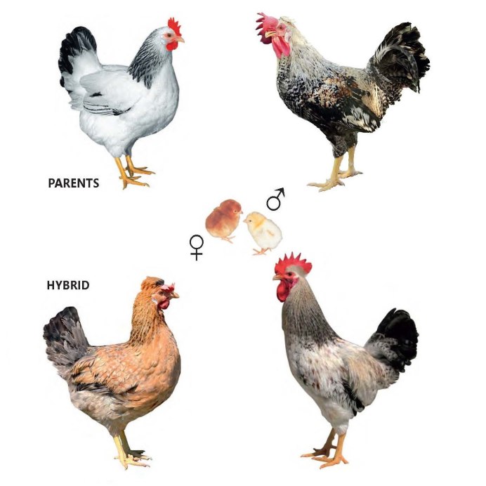 Кохинхин лавандовый