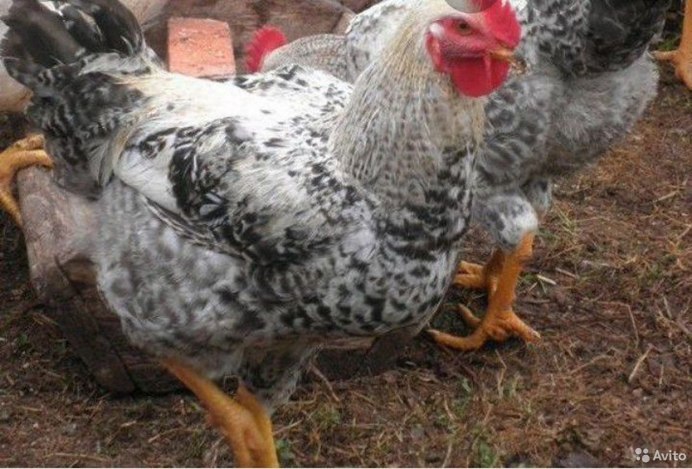 Виандот толбунт