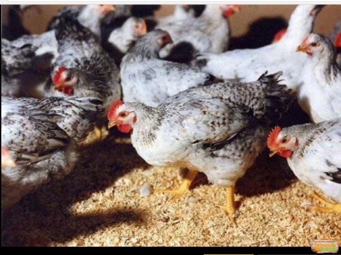 Сассо грей порода кур