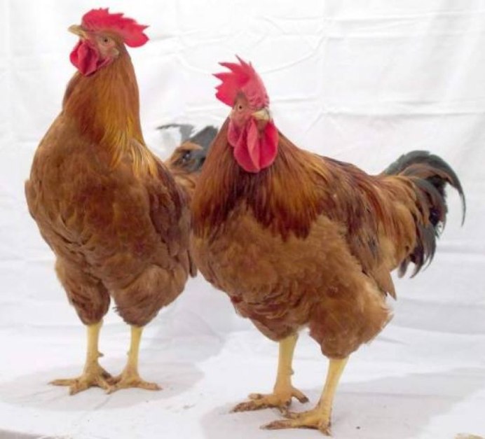 Рой Айленд куры