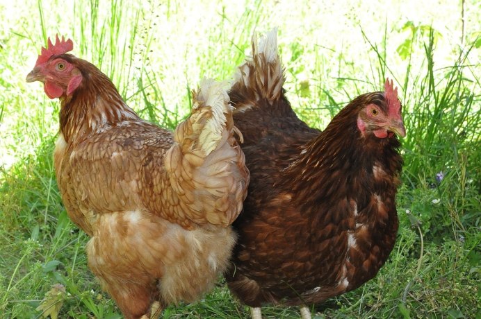 Куры породы Редбро