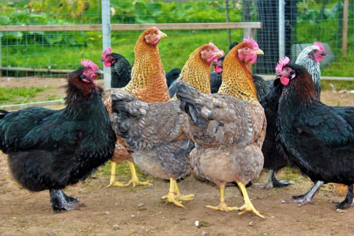 Цветной бройлер мастер грей