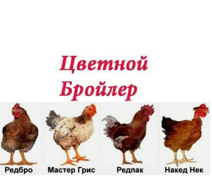 Розовые куры Амераукана