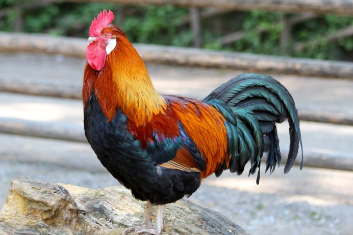 Цветной бройлер Редбро