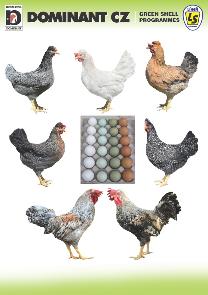 Итальянская куропатчатая (бурый Леггорн)