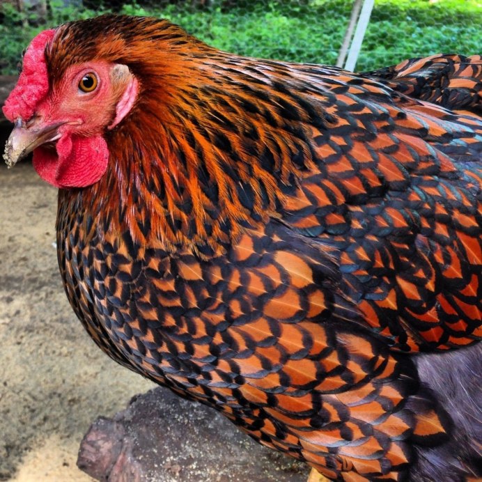 Цветные куры