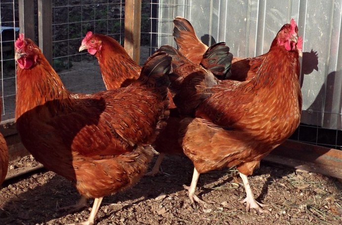 Хайсекс Суссекс