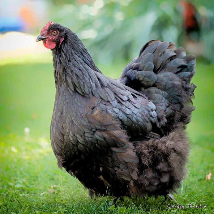 Банкивская джунглевая курица