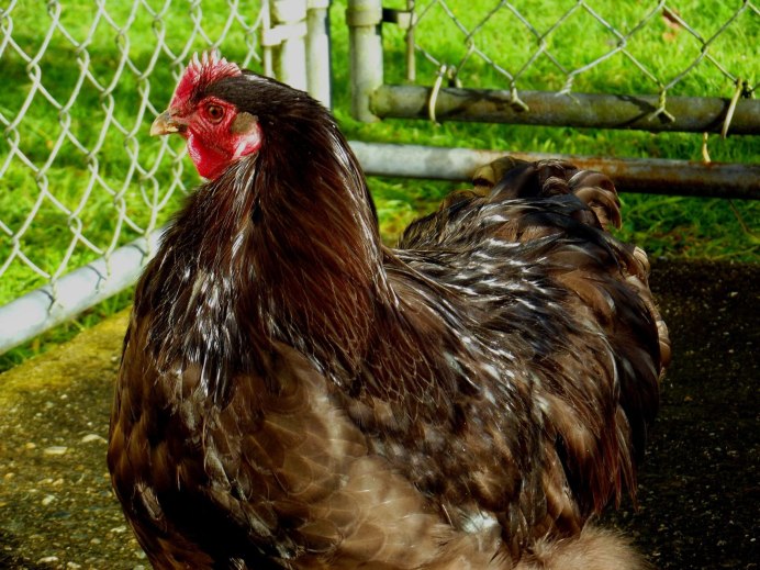 Цыплята Доминант 459gs