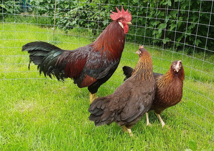 Название пород кур несушек