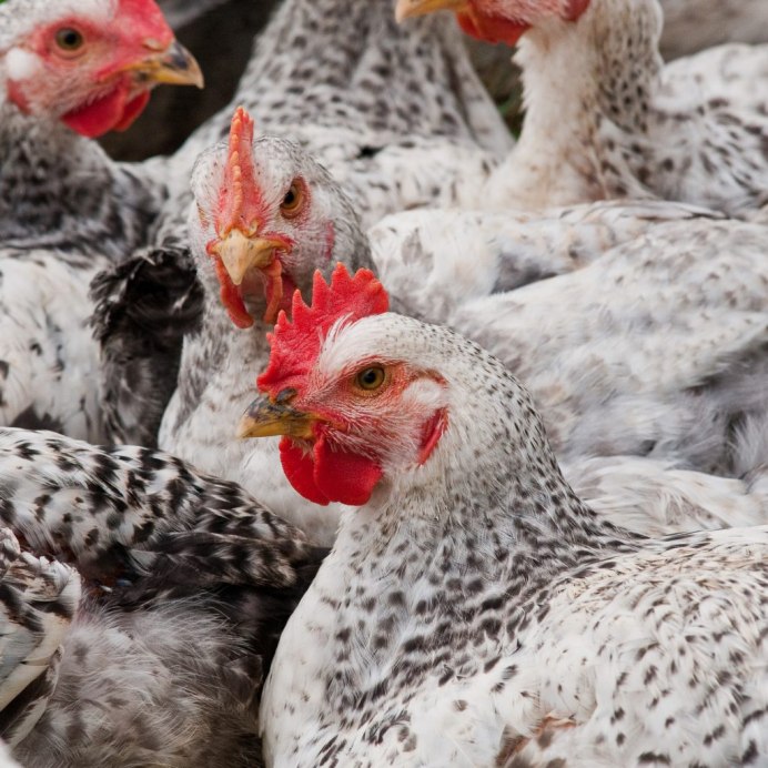 Великаны венгерские мастер грей