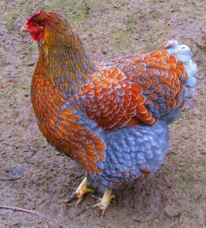 Разноцветные цыплята