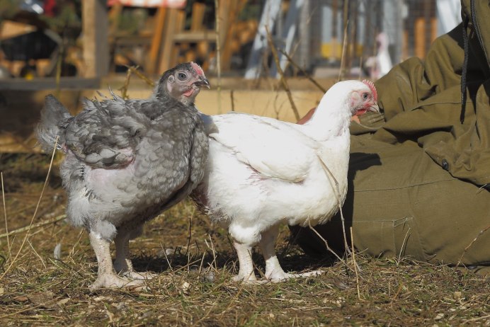 Петух падуан