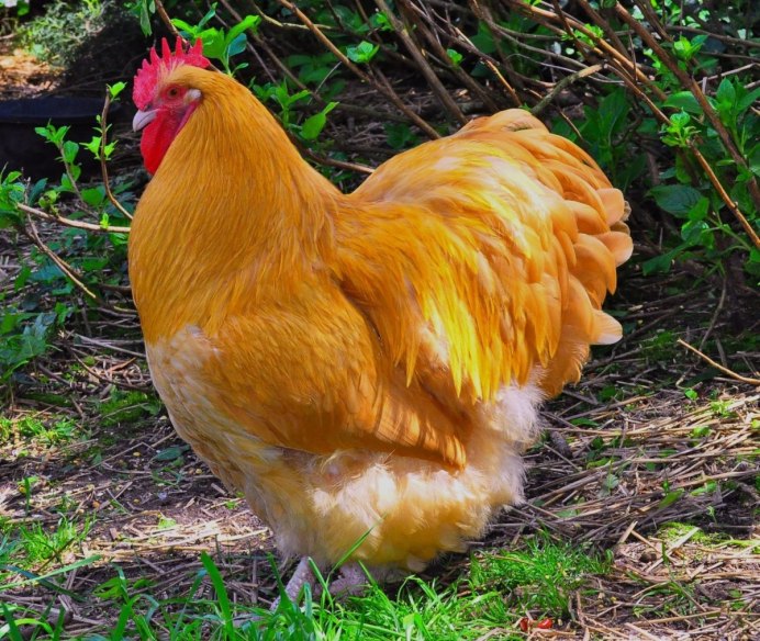 Орпингтоы порцеляновый