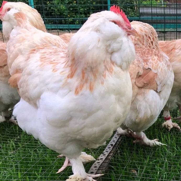 Розовые куры