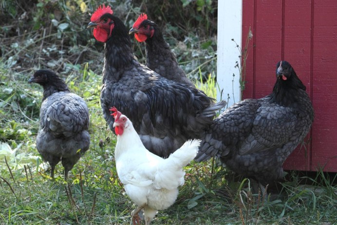 Лакендази порода