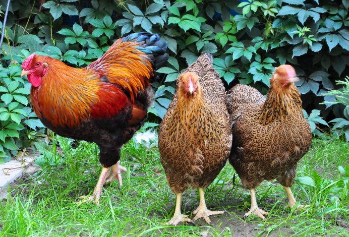 Брама + Фавероль