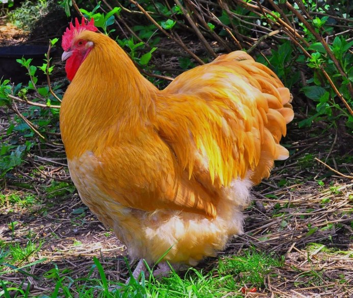 Цветной бройлер Sasso XL 551