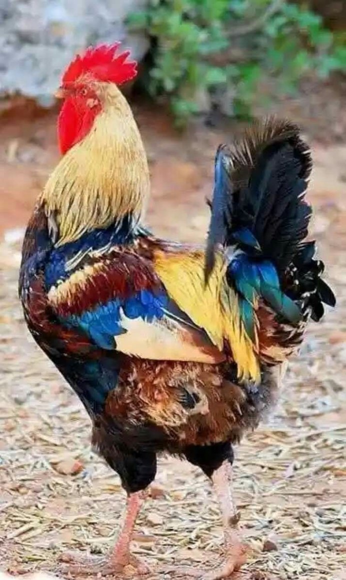 Орпингтон Ястребиный